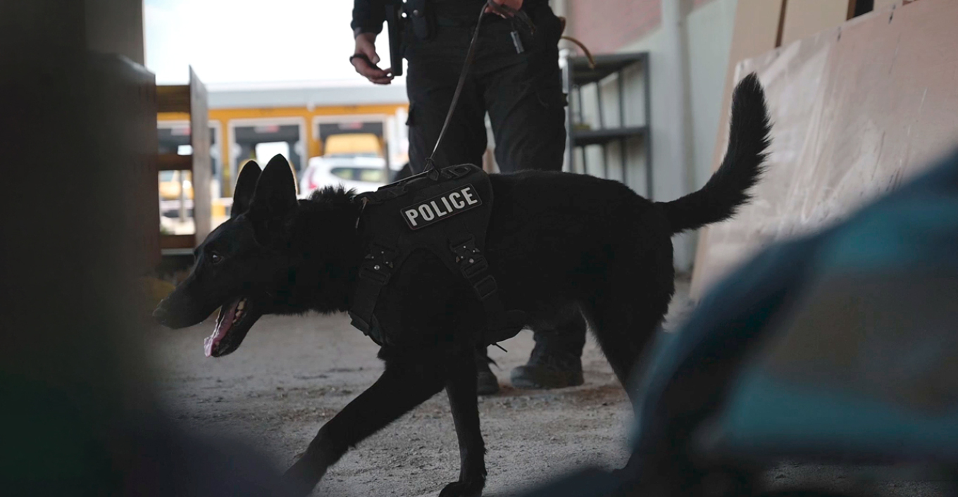Από τη Μάγια την πρωτάρα που εξιχνίασε έγκλημα, μέχρι τη Ρούζα με τη δυνατή μύτη στα ναρκωτικά: Δείτε πώς εκπαιδεύονται οι σκύλοι της ΕΛΑΣ